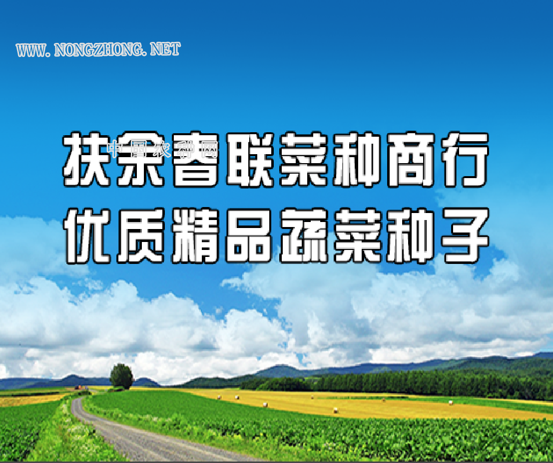 优质蔬菜种子